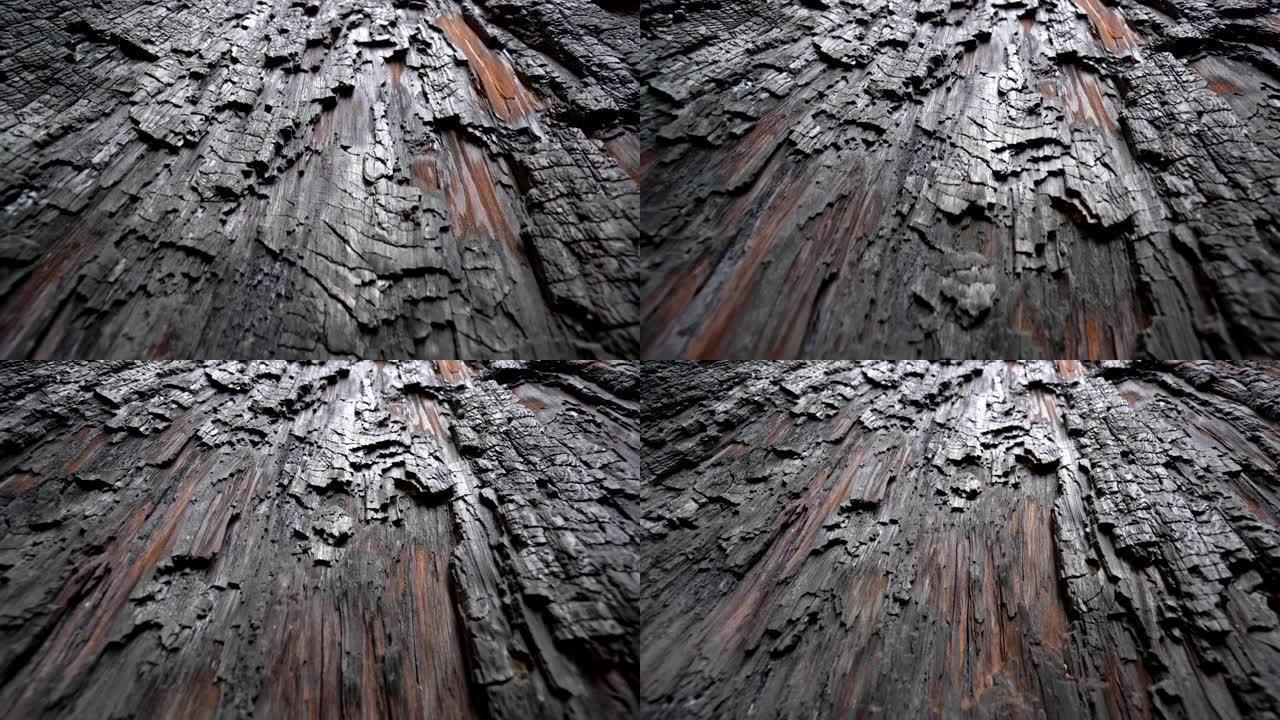全球变暖的后果。在美国加利福尼亚州红杉国家公园的红杉树中放大的纹理。宏抽象镜头