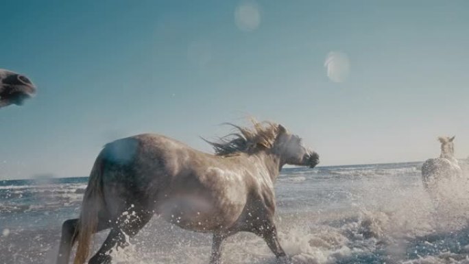 慢动作白马在阳光明媚的海洋中奔跑和飞溅