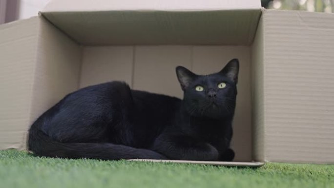 黑猫睡盒子护理温暖家庭猫咪抚摸
