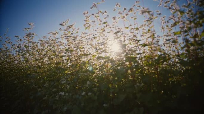 阳光照耀在白色开花的荞麦作物后面