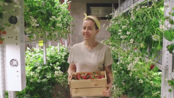 温室里有草莓盒的女人