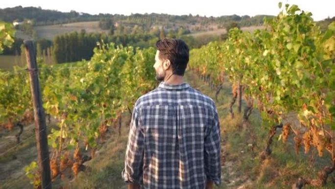 一个快乐成功的农民或酿酒师正走在葡萄树枝行中间，在葡萄园的葡萄酒收获季节采摘葡萄之前检查葡萄，以进一