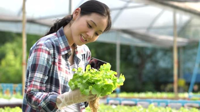 亚洲年轻女农民在温室有机蔬菜沙拉中收获农业