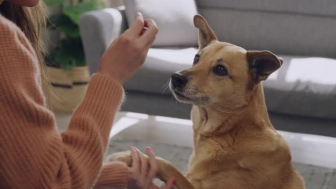 狗主人训练非洲犬与食物混合犬类的技巧。聪明的宠物学会指挥爪子，并为自己的好而得到款待。通过游戏教学纪