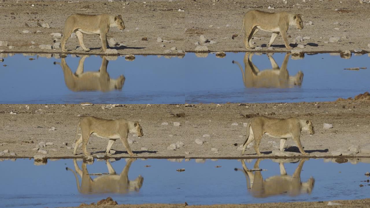 纳米比亚埃托沙国家公园，一只母狮在水坑边缘慢动作行走的特写侧视图