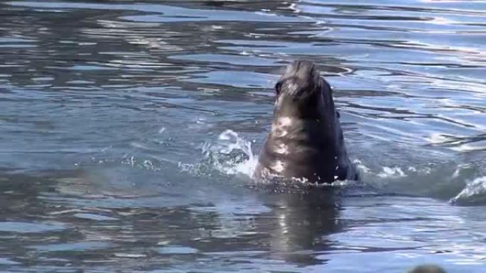 阿根廷3月普拉塔港的海狼或海狮。