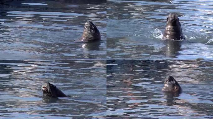 阿根廷3月普拉塔港的海狼或海狮。