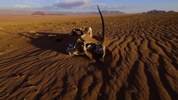 在纳米布沙漠中，由于极端干旱和气候变化条件而死亡的羚羊 (Gemsbok) 的尸体的特写低角度平移视