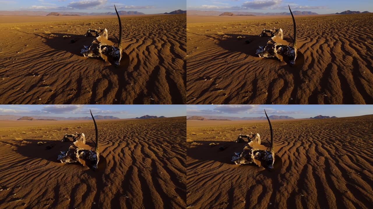 在纳米布沙漠中，由于极端干旱和气候变化条件而死亡的羚羊 (Gemsbok) 的尸体的特写低角度平移视