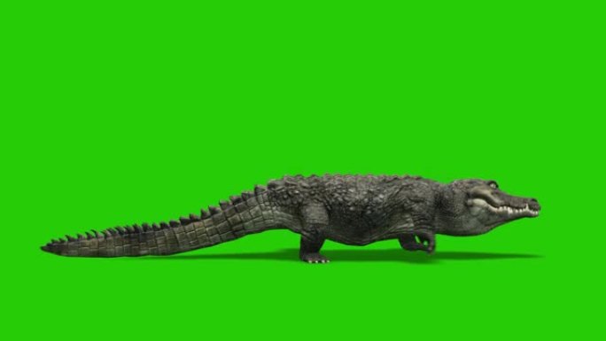 绿色屏幕上的鳄鱼运行动画。动物的概念，野生动物，游戏，返校，3d动画，短视频，电影，卡通，有机，色键