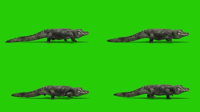 绿色屏幕上的鳄鱼运行动画。动物的概念，野生动物，游戏，返校，3d动画，短视频，电影，卡通，有机，色键