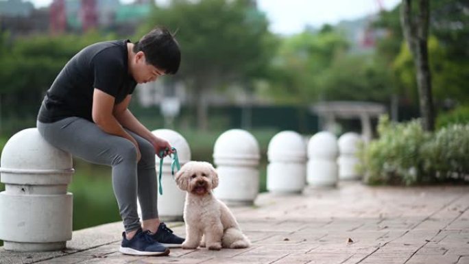 亚洲中国中年短发女性服从训练她的宠物狗玩具贵宾犬在公园早上结合在一起