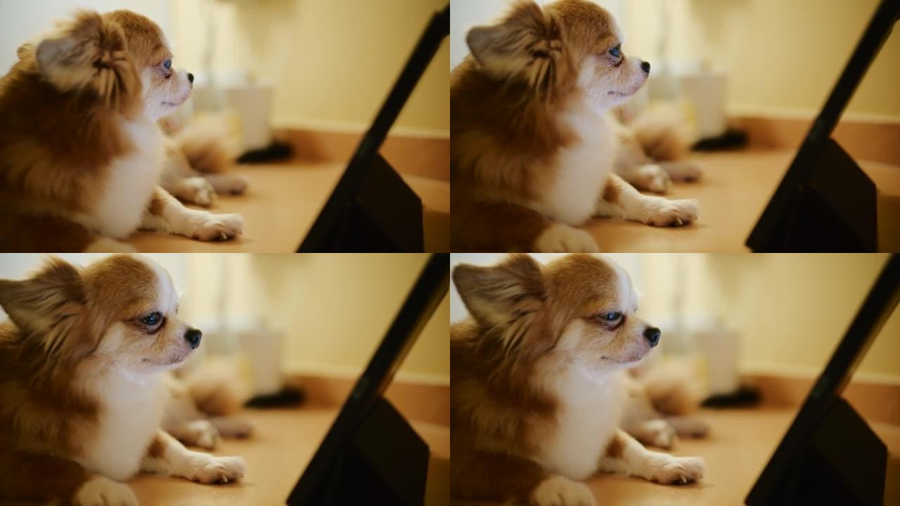 吉娃娃狗在数字平板电脑屏幕上观看流媒体狗内容