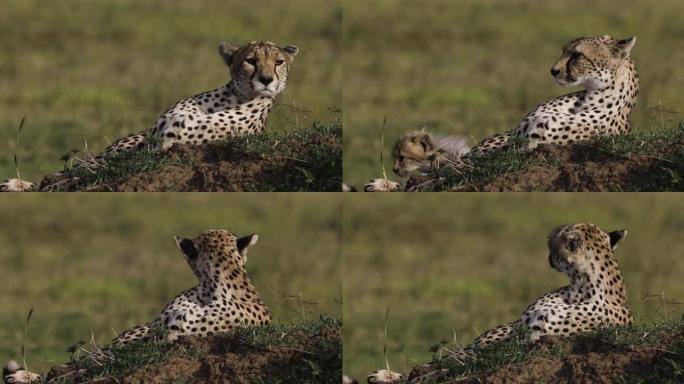 位于非洲大草原白蚁丘上的雌性猎豹的特写前视