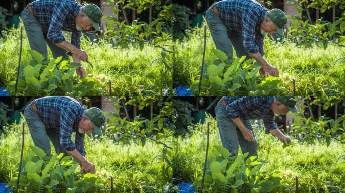 有机花园中的农民收获生菜