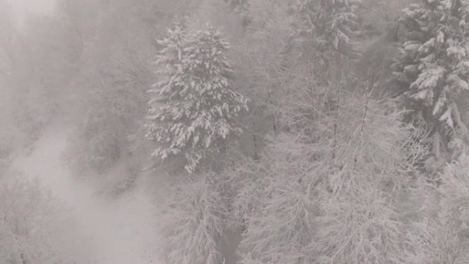 空中: 暴风雪在一片白色雪花中吞没了针叶林。