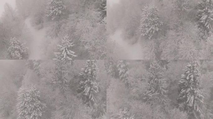 空中: 暴风雪在一片白色雪花中吞没了针叶林。