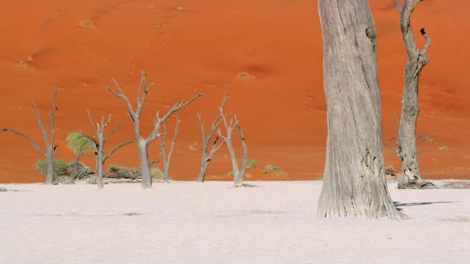 非洲纳米比亚阳光明媚的白土沙漠中的WS Deadvlei树