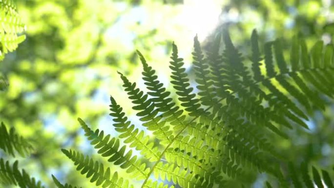 宏观: 郁郁葱葱的绿色蕨类植物在风吹过宁静的森林中飘扬。