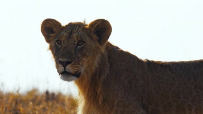 警惕的狮子在阳光明媚的野生动物保护区中寻找