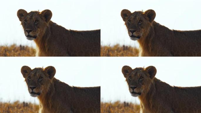 警惕的狮子在阳光明媚的野生动物保护区中寻找
