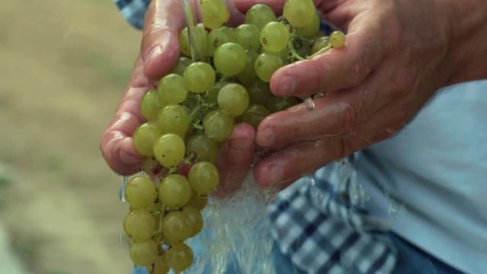 一个男人的手在流水下洗一堆绿色葡萄。一位男性农民和酿酒师的真实照片，展示了他的酿酒厂的收成质量