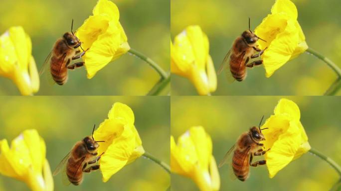 春季油菜花上的蜜蜂特写