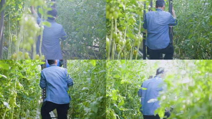 男性农民检查他的西红柿产量
