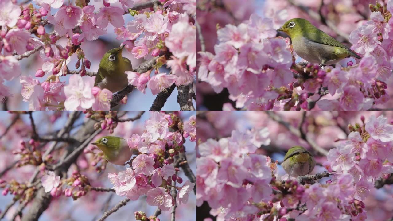 从樱花中吸食花蜜的白眼