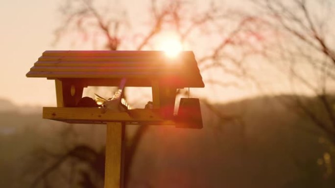 镜头耀斑: 日落时柳树山雀从birdfeeder飞走的电影镜头