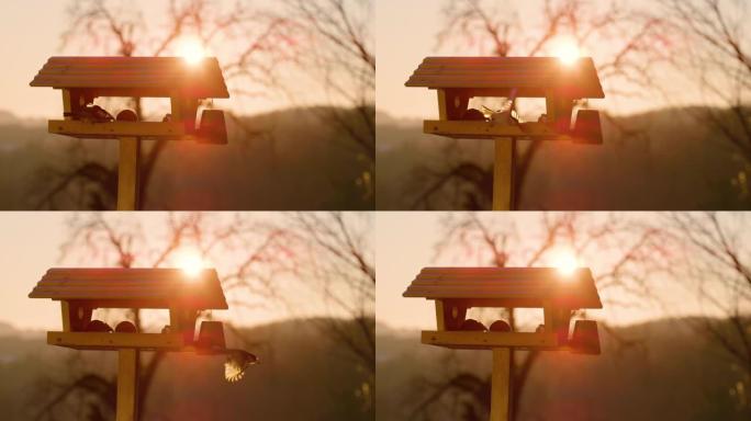 镜头耀斑: 日落时柳树山雀从birdfeeder飞走的电影镜头