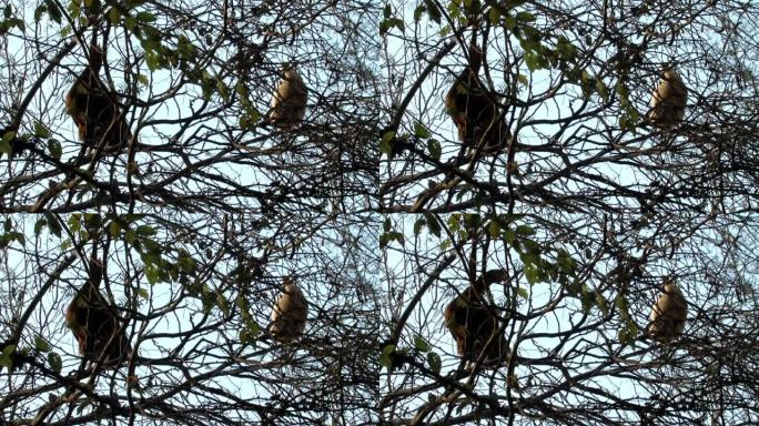 阿根廷恩特雷里奥斯省的一棵树上爬的鸡。特写。