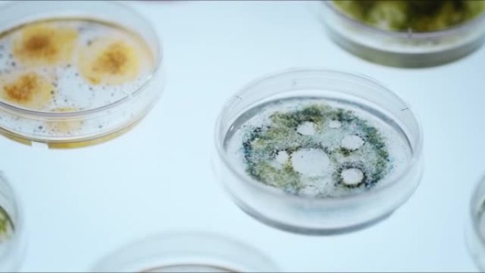 在慢动作的白色浅色桌子上的塑料培养皿中的彩色真菌霉菌
