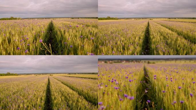 麦田遍地生长的慢动作紫色花朵