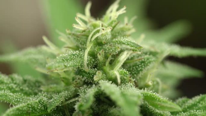 MACRO:在一个隐蔽的农场里，黏稠的四氢大麻酚树脂覆盖了一株大麻植物。