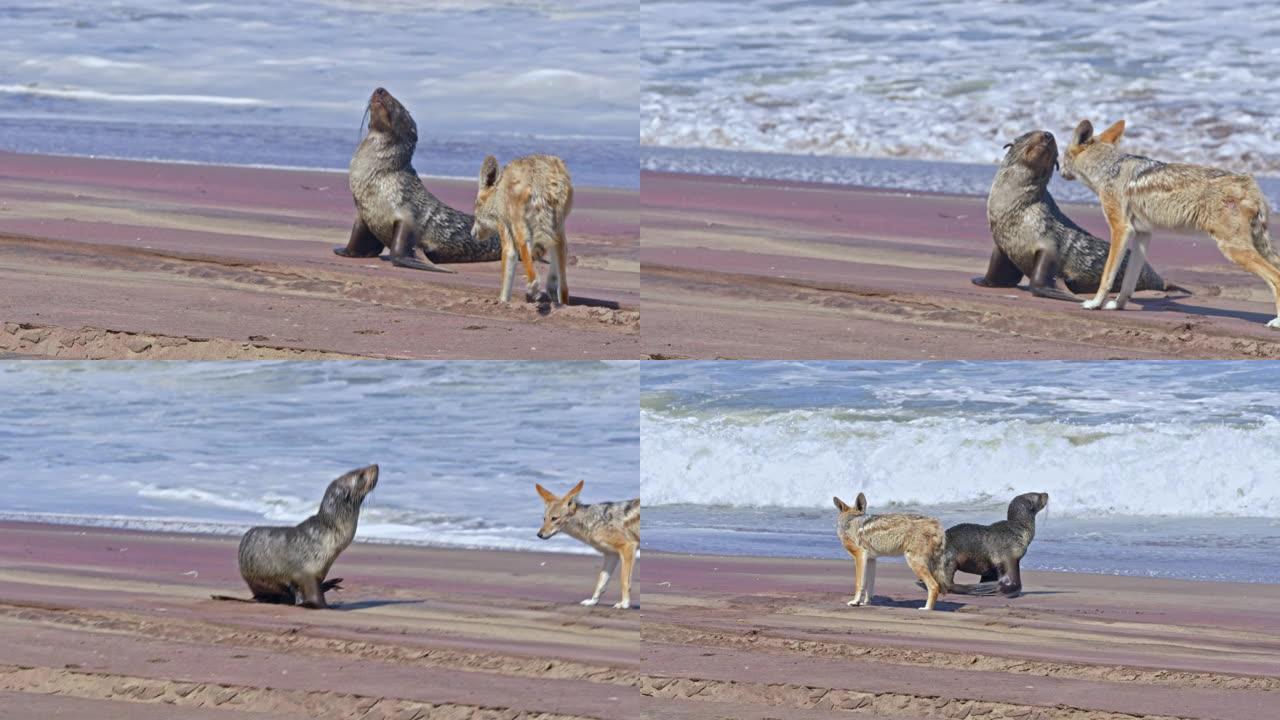 好奇的jack狼女士在非洲纳米比亚的阳光海滩上接近棕色的海狗