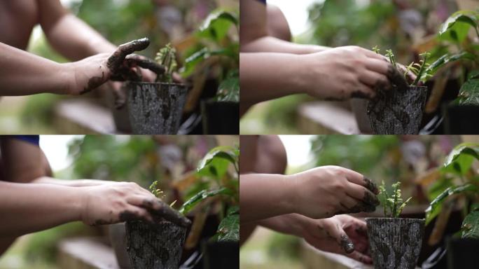女人的手在盆栽上种树的特写