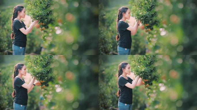 女孩检查橙树的质量