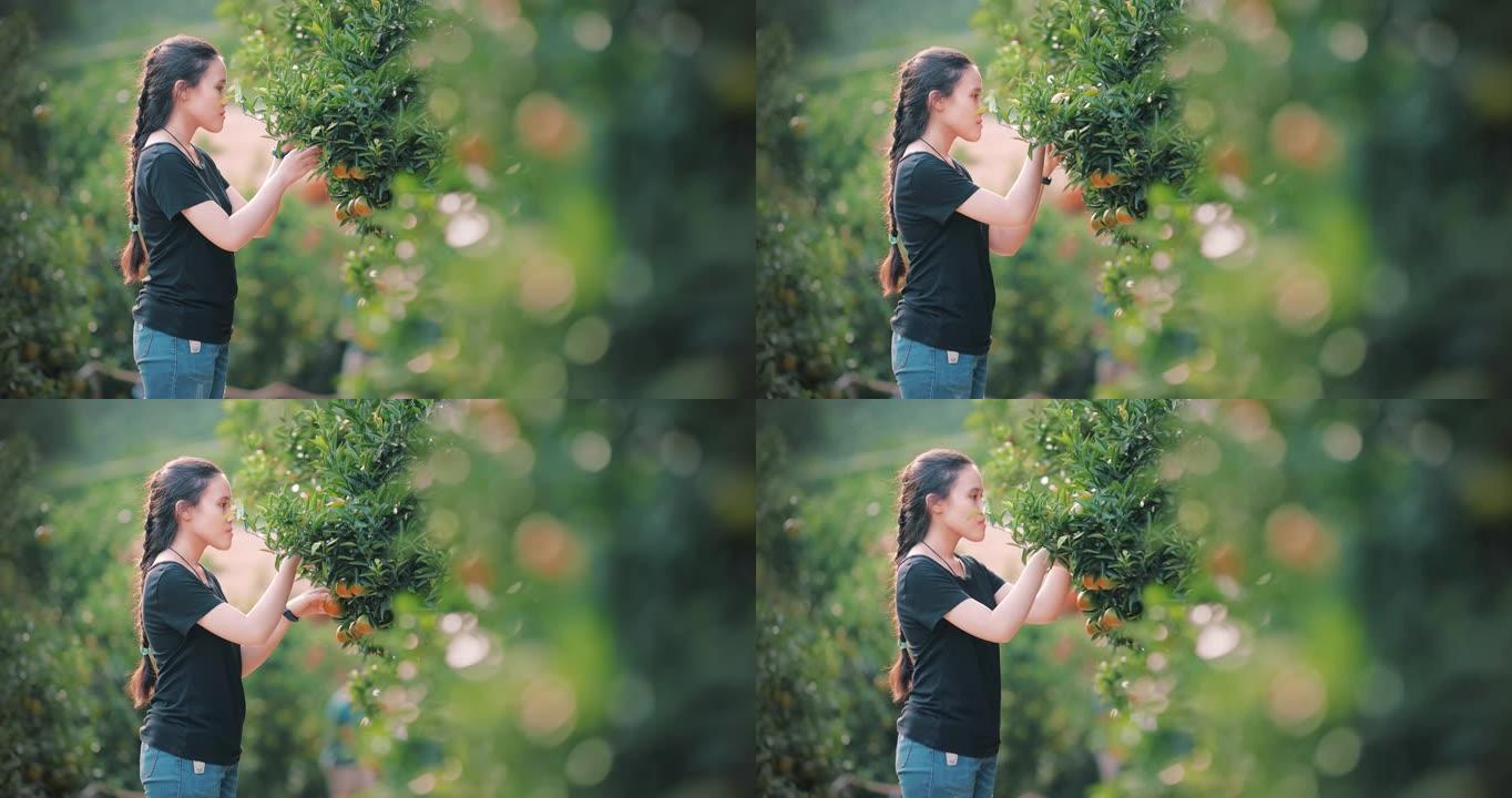 女孩检查橙树的质量