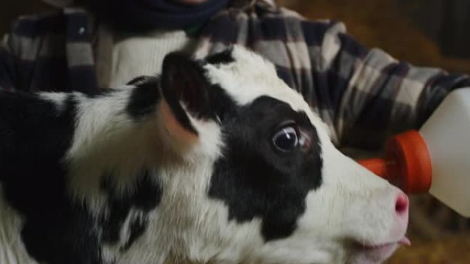 在乡村奶牛场的牛棚马stable里，年轻的男性农民的电影镜头正在用假人从瓶子里喂一只生态生长的新生小