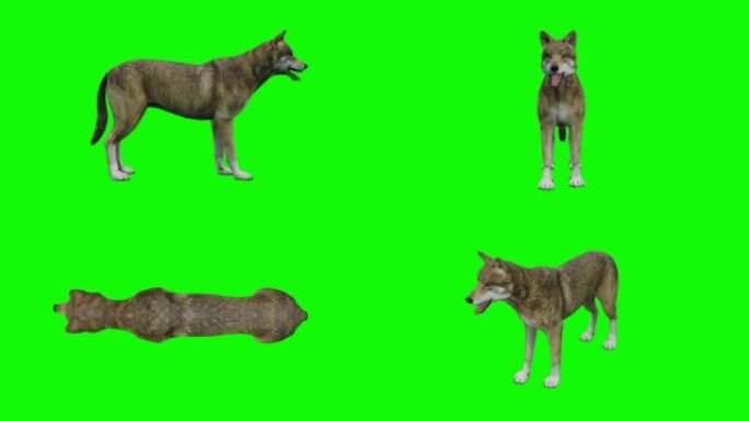 攻击绿色背景上的狼。动物的概念，野生动物，游戏，返校，3d动画，短视频，电影，卡通，有机，色键，人物