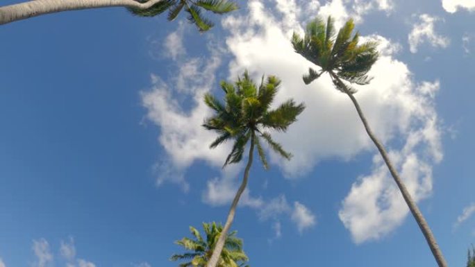 自下而上: 飘动的棕榈树伸向风景如画的湛蓝天空