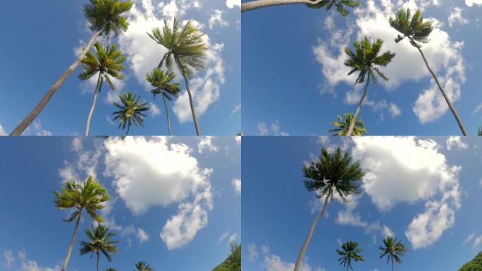 自下而上: 飘动的棕榈树伸向风景如画的湛蓝天空