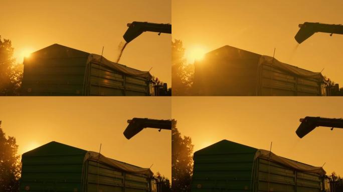 日落期间，慢动作小麦谷物从联合收割机喷嘴中倒出并倒入容器中