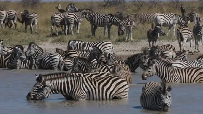一小群斑马在水坑中站立和喝水的特写镜头。斑马迁徙博茨瓦纳