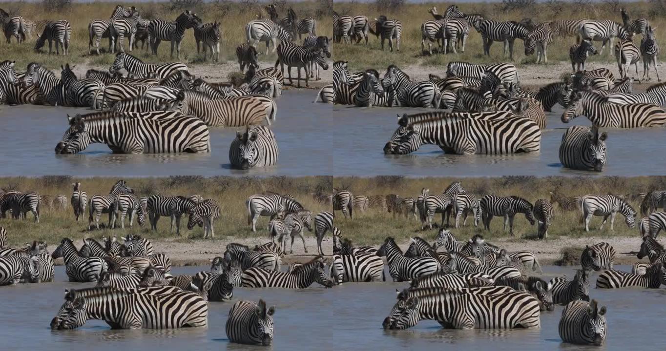 一小群斑马在水坑中站立和喝水的特写镜头。斑马迁徙博茨瓦纳