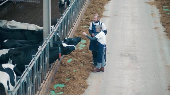 两名农场工人正在喂养和抚摸奶牛