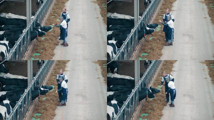 两名农场工人正在喂养和抚摸奶牛