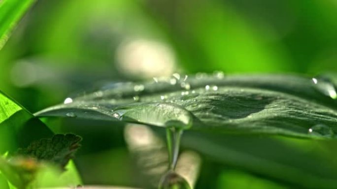 超级SLO MO特写水滴在一大片绿色的叶子上，水滴从叶子上滴下来