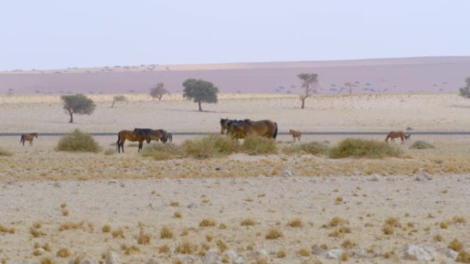 WS纳米比亚沙漠马，纳米比亚，非洲
